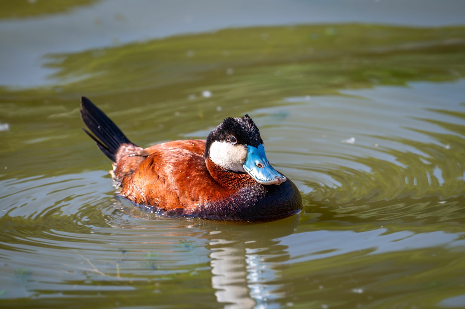 Adobestock 1502801344 (1)